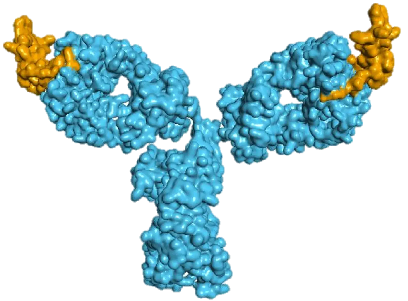 Lock抗體結構示意圖
